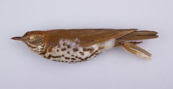 Media type: image;   Ornithology 100011